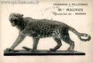 Carte postale ancienne - FOURRURES &amp; PELLETERIES - MLLE MAGNUS - Grande-Rue, 107...