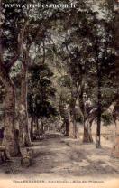 Carte postale ancienne - Vieux BESANÇON - Etudes M. Isenbart - Allée des Platane...