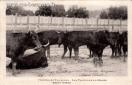 Carte postale ancienne - BESANÇON - Courses de taureaux - Les taureaux en libert...