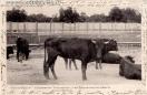 Carte postale ancienne - BESANÇON - Courses de taureaux - Les taureaux en libert...