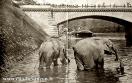Carte postale ancienne - BESANÇON - Éléphants au pont de la République