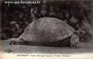 Carte postale ancienne - BESANÇON - Cours Ménager Sagesse - Tortue "Bichette"