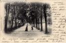 Carte postale ancienne - SAINT-FERRÉOL - 6. - La Grande Allée