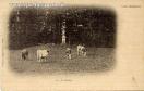 Carte postale ancienne - SAINT-FERRÉOL - 8. - La Pelouse